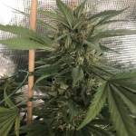 My Sticky Beast