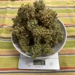 Apple fritter and Fat banana RQS