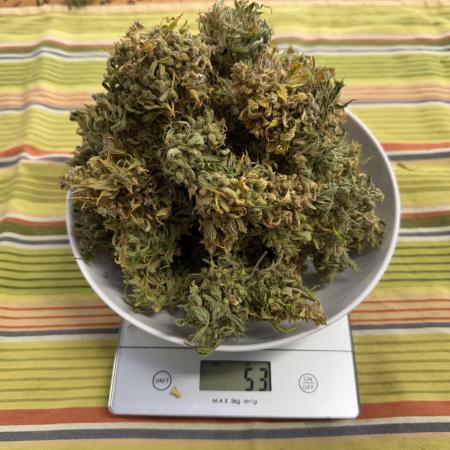 Apple fritter and Fat banana RQS