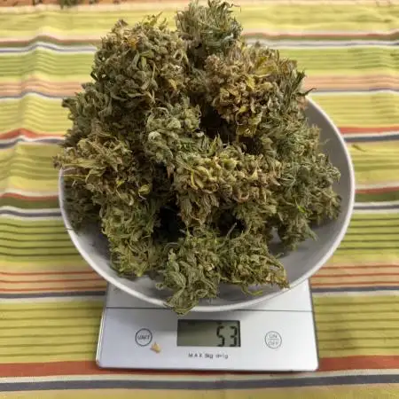 Apple fritter and Fat banana RQS