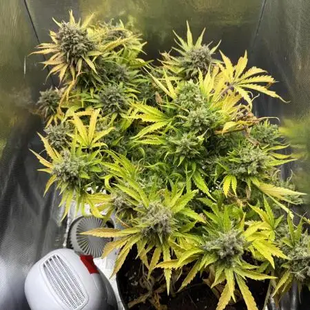 Apple fritter and Fat banana RQS