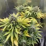 Apple fritter and Fat banana RQS
