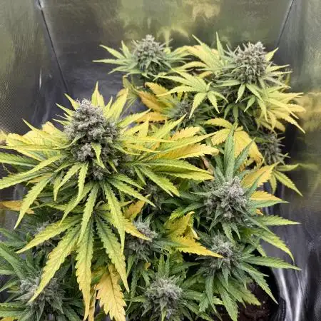 Apple fritter and Fat banana RQS