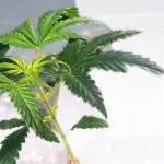 Sunshine Bud
