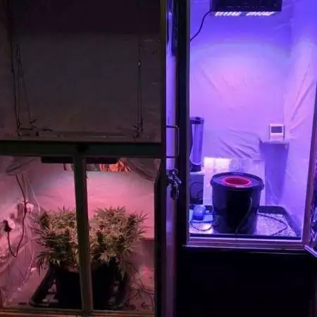 Compassion First DWC Grow