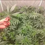 x4 Channel+ By MedicalSeeds