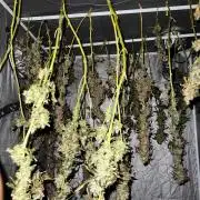 x4 Channel+ By MedicalSeeds