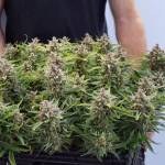 Fastbuds Gelato
