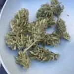 Uk Gorilla grow