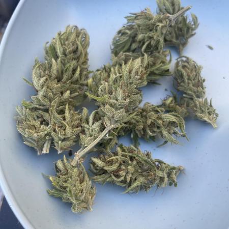Uk Gorilla grow
