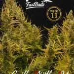 Fast buds gorilla z auto