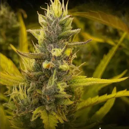 Fast buds gorilla z auto