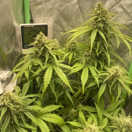 Fastbuds Northern lights Auto