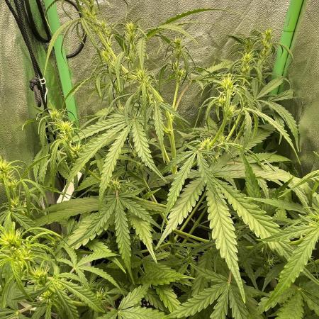 Fast buds gorilla z auto