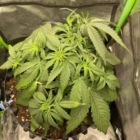 Fastbuds Northern lights Auto