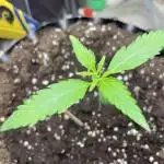 Fast buds gorilla z auto