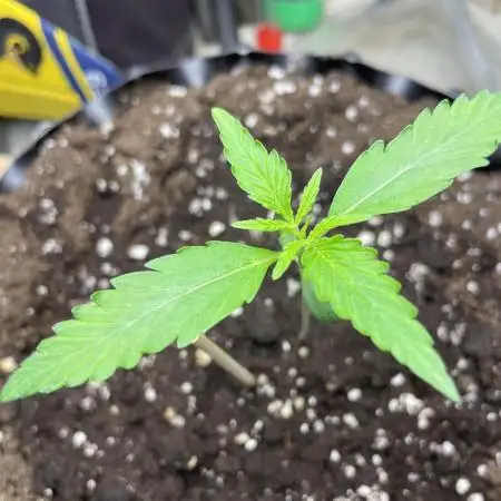 Fast buds gorilla z auto