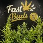 Fast buds gorilla z auto