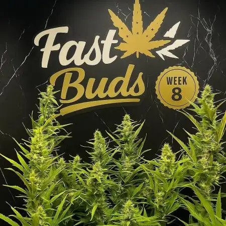 Fast buds gorilla z auto