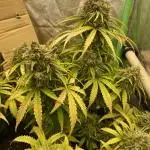 Fastbuds Northern lights Auto
