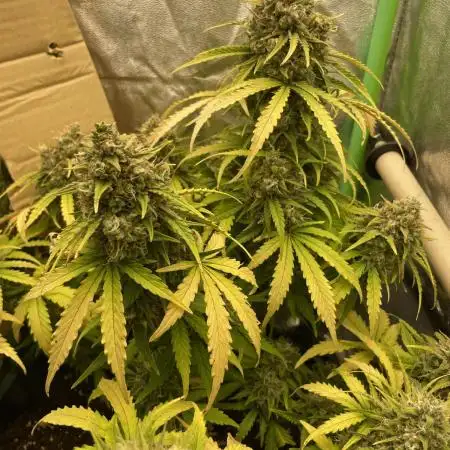 Fastbuds Northern lights Auto