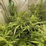Fast buds gorilla z auto