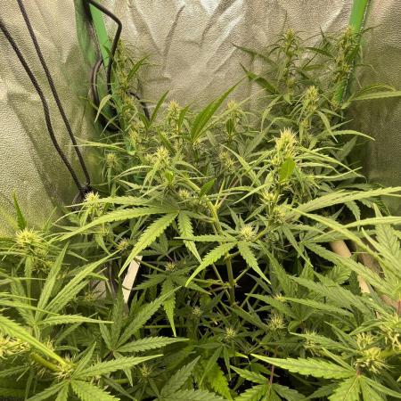 Fast buds gorilla z auto