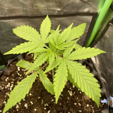 Fast buds gorilla z auto