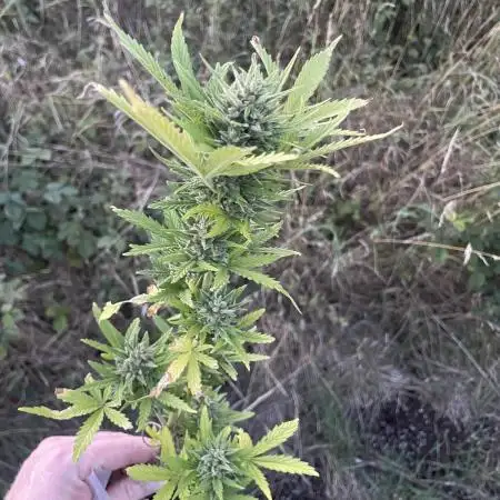 Uk Gorilla grow