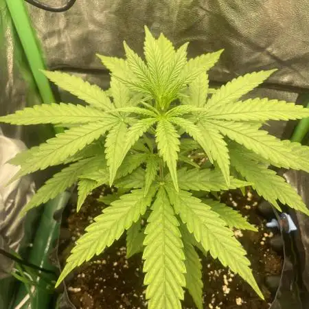 Fast buds gorilla z auto