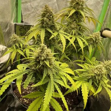 Fastbuds Northern lights Auto