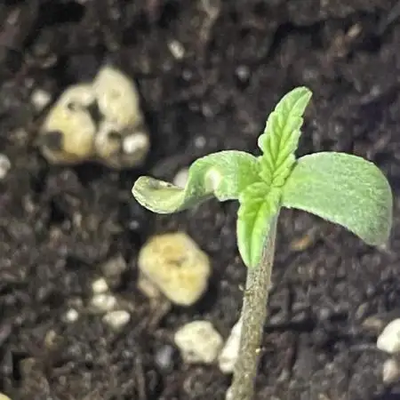 Fast buds gorilla z auto
