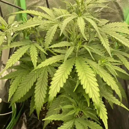 Fast buds gorilla z auto