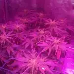 Think Different-Moby Dick-Modular Scrog