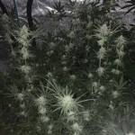 Four Skywalker OG’s