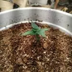 Auto glueberry og