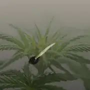 Lemon AK - Fastbuds - Scrog