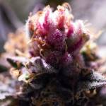 Mimosa Evo - Barney's Farm Q3 2020