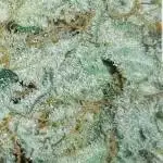 White Widow x Big Bud x 1