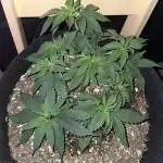 White Widow