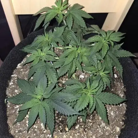 White Widow