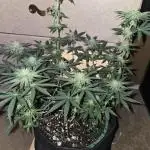 Granddaddy Purple