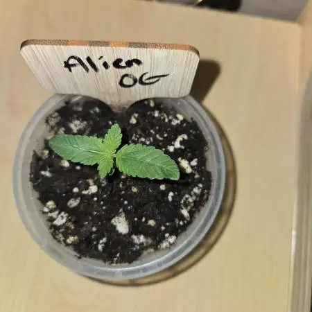 Aliens have arrived Alien OG