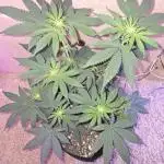White Widow