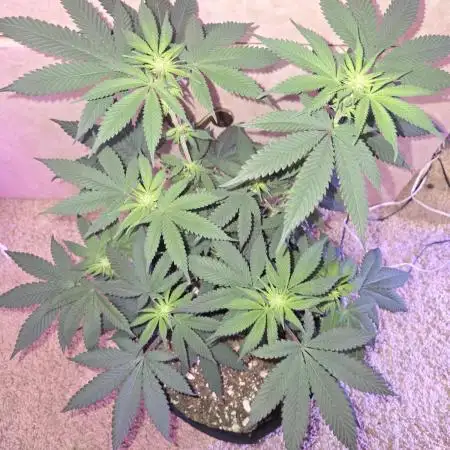 White Widow