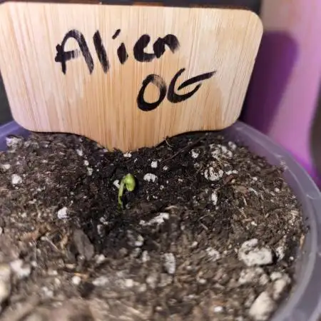 Aliens have arrived Alien OG