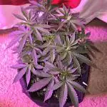 New Level Another Level