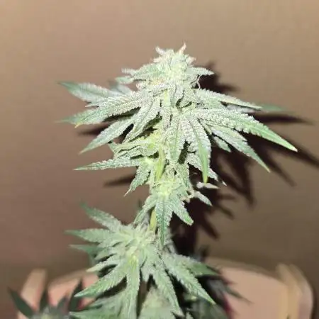 Granddaddy Purple