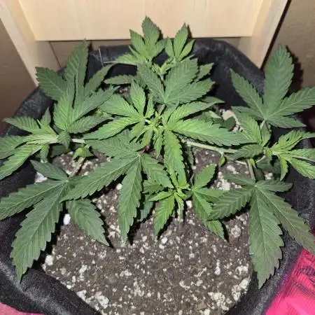 Aliens have arrived Alien OG