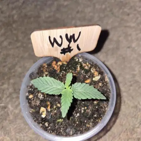 White Widow